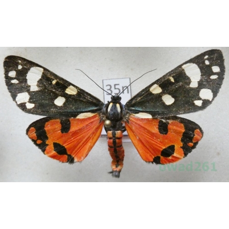 Callimorpha dominula (Linnaeus, 1758) Krasopani poziomkówka Poland35nn
